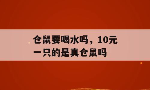 仓鼠要喝水吗，10元一只的是真仓鼠吗