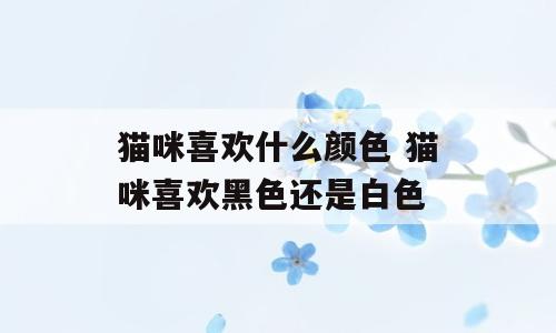 猫咪喜欢什么颜色 猫咪喜欢黑色还是白色