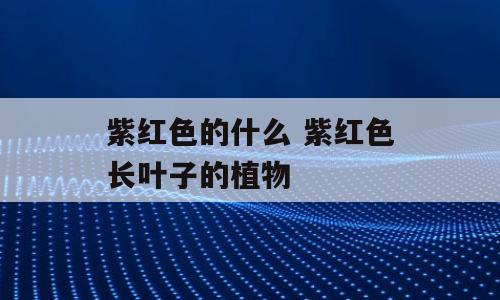 紫红色的什么 紫红色长叶子的植物