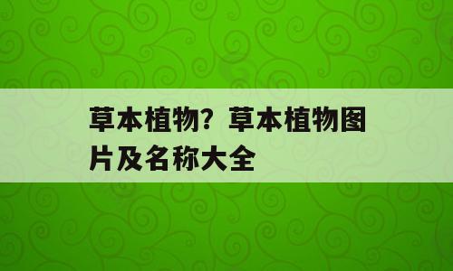 草本植物？草本植物图片及名称大全