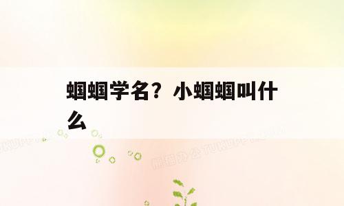 蝈蝈学名？小蝈蝈叫什么