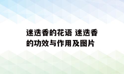 迷迭香的花语 迷迭香的功效与作用及图片