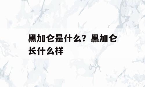 黑加仑是什么？黑加仑长什么样