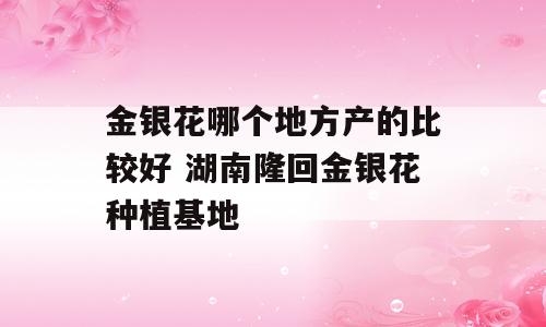 金银花哪个地方产的比较好 湖南隆回金银花种植基地