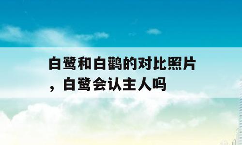 白鹭和白鹳的对比照片，白鹭会认主人吗