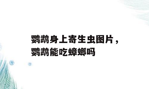 鹦鹉身上寄生虫图片，鹦鹉能吃蟑螂吗