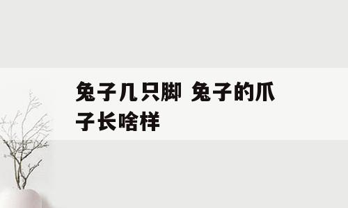 兔子几只脚 兔子的爪子长啥样