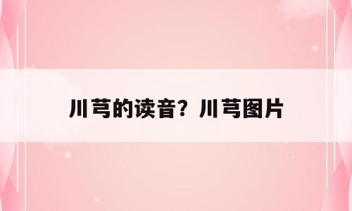 川芎的读音？川芎图片