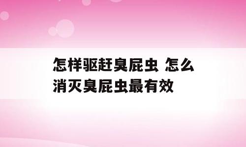 怎样驱赶臭屁虫 怎么消灭臭屁虫最有效