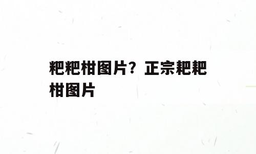 粑粑柑图片？正宗耙耙柑图片