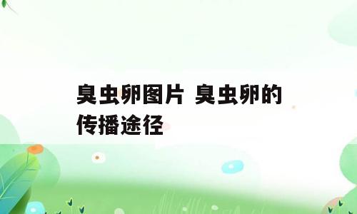 臭虫卵图片 臭虫卵的传播途径