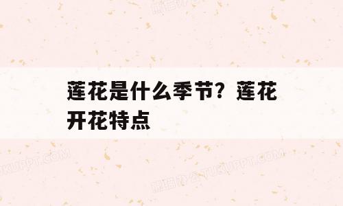 莲花是什么季节？莲花开花特点