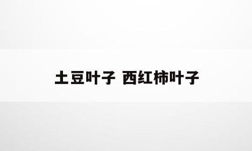土豆叶子 西红柿叶子