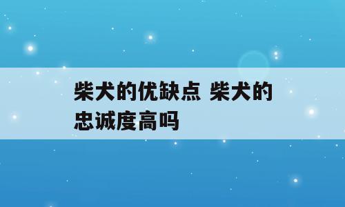 柴犬的优缺点 柴犬的忠诚度高吗