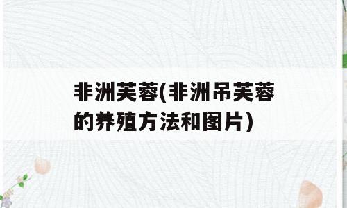 非洲芙蓉(非洲吊芙蓉的养殖方法和图片)
