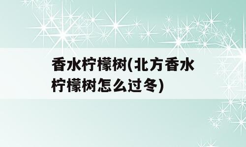 香水柠檬树(北方香水柠檬树怎么过冬)
