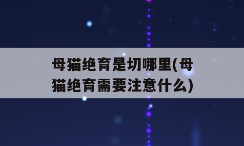 母猫绝育是切哪里(母猫绝育需要注意什么)
