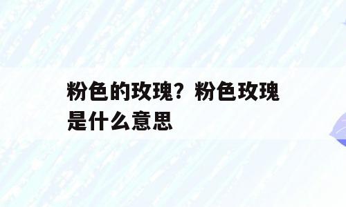 粉色的玫瑰？粉色玫瑰是什么意思