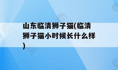 山东临清狮子猫(临清狮子猫小时候长什么样)