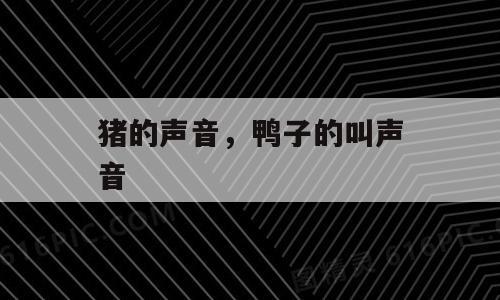 猪的声音，鸭子的叫声音