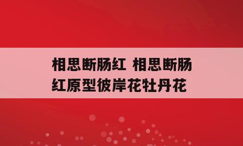 相思断肠红 相思断肠红原型彼岸花牡丹花