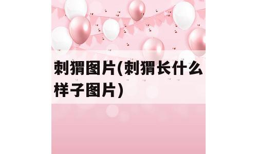 刺猬图片(刺猬长什么样子图片)