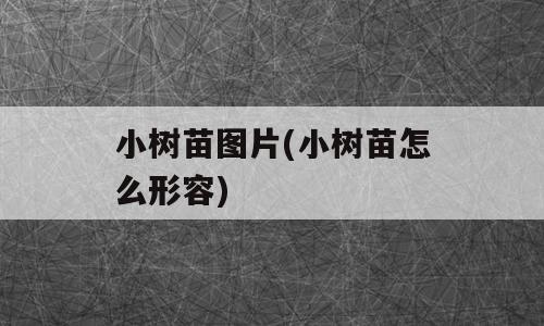 小树苗图片(小树苗怎么形容)