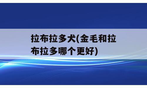 拉布拉多犬(金毛和拉布拉多哪个更好)
