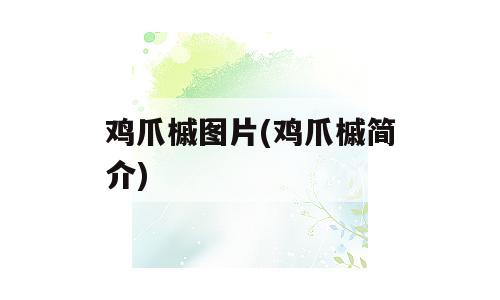 鸡爪槭图片(鸡爪槭简介)