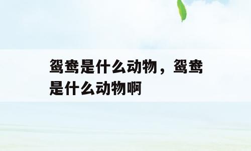 鸳鸯是什么动物，鸳鸯是什么动物啊
