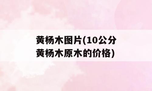 黄杨木图片(10公分黄杨木原木的价格)