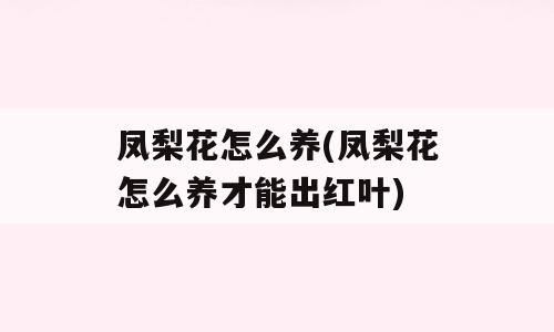 凤梨花怎么养(凤梨花怎么养才能出红叶)
