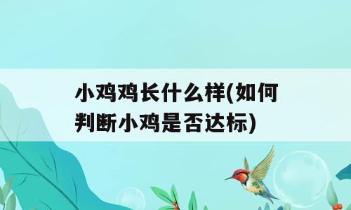 小鸡鸡长什么样(如何判断小鸡是否达标)