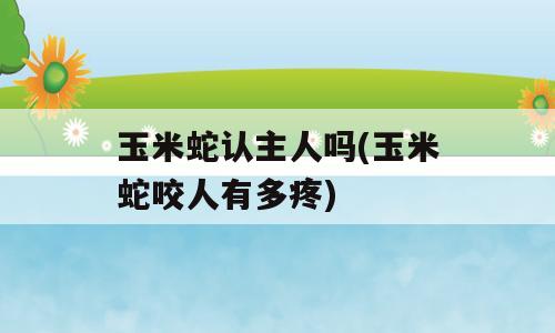 玉米蛇认主人吗(玉米蛇咬人有多疼)