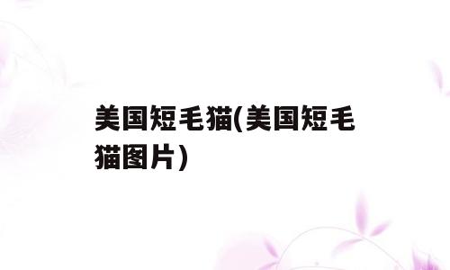 美国短毛猫(美国短毛猫图片)