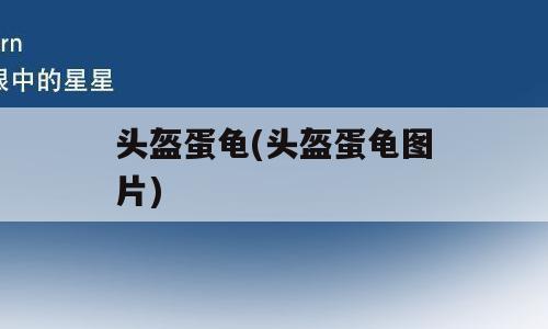 头盔蛋龟(头盔蛋龟图片)