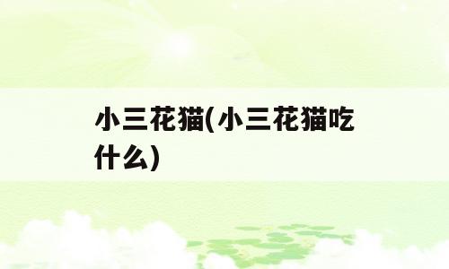 小三花猫(小三花猫吃什么)