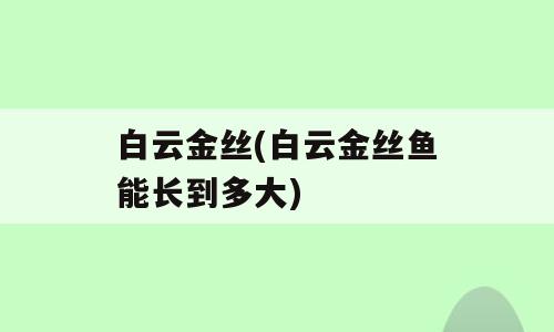 白云金丝(白云金丝鱼能长到多大)