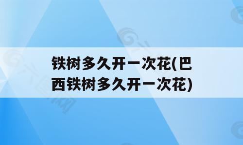 铁树多久开一次花(巴西铁树多久开一次花)