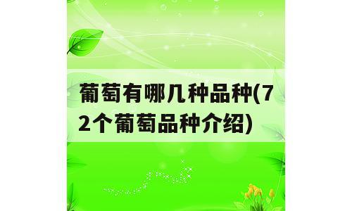 葡萄有哪几种品种(72个葡萄品种介绍)
