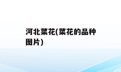 河北菜花(菜花的品种图片)