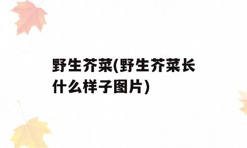 野生芥菜(野生芥菜长什么样子图片)