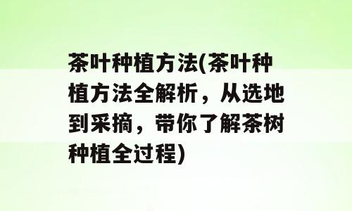 茶叶种植方法(茶叶种植方法全解析，从选地到采摘，带你了解茶树种植全过程)
