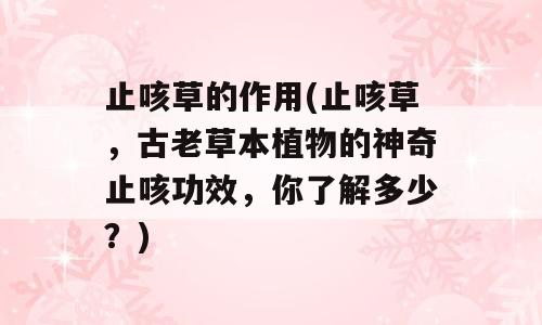 止咳草的作用(止咳草，古老草本植物的神奇止咳功效，你了解多少？)