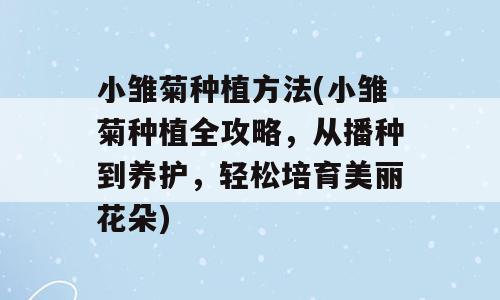 小雏菊种植方法(小雏菊种植全攻略，从播种到养护，轻松培育美丽花朵)