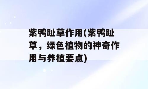 紫鸭趾草作用(紫鸭趾草，绿色植物的神奇作用与养植要点)