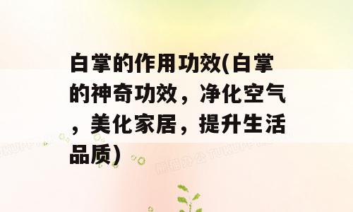 白掌的作用功效(白掌的神奇功效，净化空气，美化家居，提升生活品质)