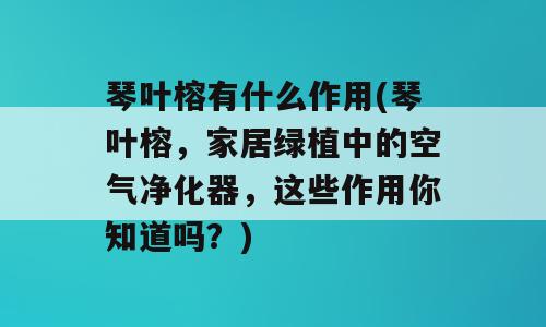 琴叶榕有什么作用(琴叶榕，家居绿植中的空气净化器，这些作用你知道吗？)